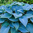 Хоста гібридна "Blue Angel" С1.5