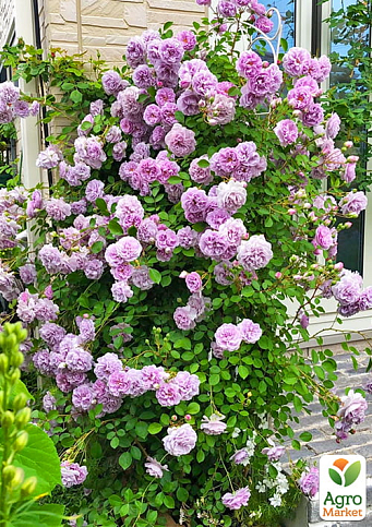 Ексклюзив! Троянда плетиста ніжно-фіолетова "Красуня" (Beautiful) (саджанець класу АА +, преміальний болезнеустойчивость сорт) - фото 2