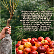 Нектарин колоновидный "Рубис (Rubis)" цена