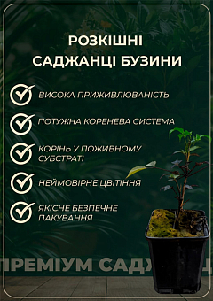 Бузина черная "Wyldewood" контейнер Р98