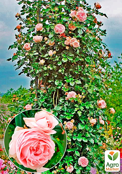 Роза плетистая "Джардина" (саженец класса АА+) высший сорт1