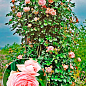 Троянда плетиста "Джардіна" (саджанець класу АА+) вищий сорт 