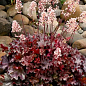 Гейхера (Heuchera) "Ruby Tuesday" С1 (высота 15-30см)