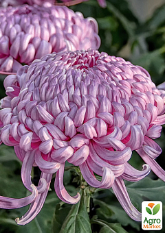 Хризантема великоквіткова "Daily Mirror Pink" (вазон С1 висота 20-30см)2