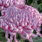 Хризантема великоквіткова "Daily Mirror Pink" (вазон С1 висота 20-30см)