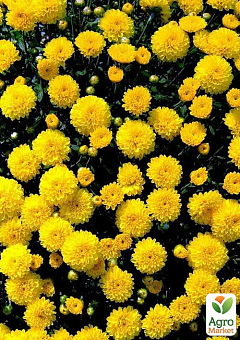 Хризантема мультифлора шарообразная "Bandol Yellow" 1