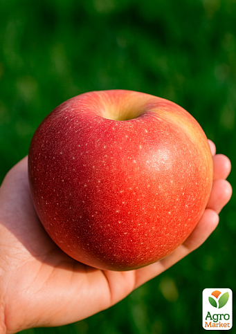 Яблоня "Граф Эззо" (поздний срок созревания) - фото 4