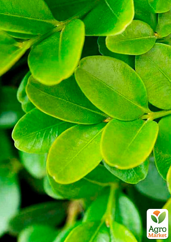 Самшит  вечнозеленый "Суфрутикоза" (Suffruticosa) - фото 3