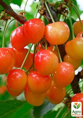 Черешня рожева "Легенда Млієва" (великоплідний сорт, пізній термін дозрівання) - фото 4