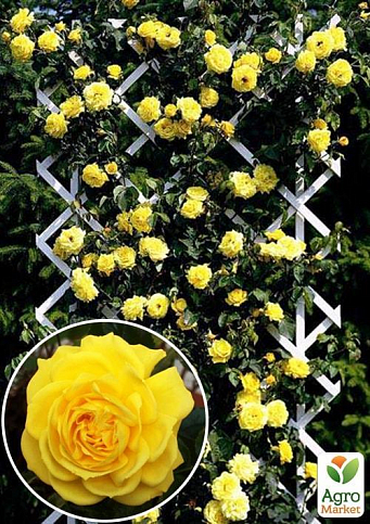 Троянда плетиста "Lucia" (саджанець класу АА +) вищий сорт