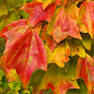 Клен Бургера "Acer Buergerianum" (Р9 висота 50-70см)