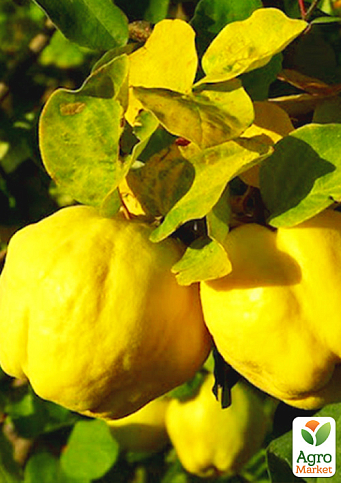 Айва грушевидная "Берецкий" (осенний сорт, средний срок созревания)