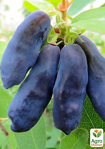 Жимолость 3х-летняя "Усульга" (ранняя, высокоурожайная) С2