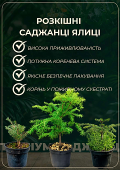 Ялиця "Concolor Compacta" 4-х річна (висота 25-35см)8