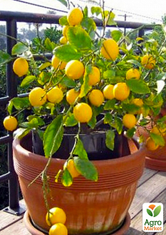 Эксклюзив! Лимон светло-желтый "Любимчик" (Pet) (премиальный, многоплодный сорт)1