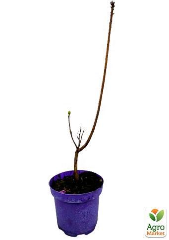 Азалия 2-х летняя крупноцветковая "Limetta" С2 высота 25-50см - фото 2