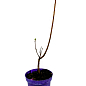 Азалия 2-х летняя крупноцветковая "Limetta" С2 высота 25-50см купить
