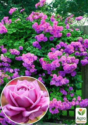 Роза плетистая "Виолет Парфюм" (саженец класса АА+) высший сорт