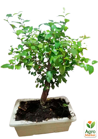 Бонсай "Sageretia thea" - фото 5