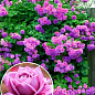 Роза плетистая "Виолет Парфюм" (саженец класса АА+) высший сорт
