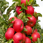 Яблуня колоноподібна "Готика"