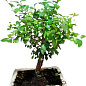 Бонсай "Sageretia thea"