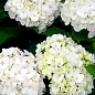 Гортензия крупнолистная "Soeur Therese" вазон Р9