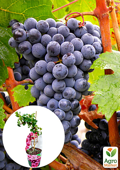 LMTD Виноград "Cabernet Franc" (сортовий, укорінений)8