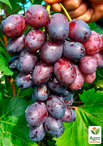 Виноград "Нізіна" (середній термін дозрівання)