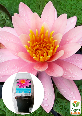 LMTD Нимфея (водяная лилия) "Pink Opal" (корневище)