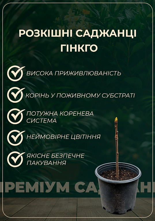 Гінкго білоба "Дволопатеве" (вік 2 роки)