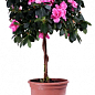 LMTD Рододендрон на штамбе цветущий 3-х летний "Pink Lace" (40-60см) цена