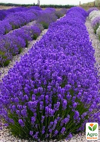 Ексклюзив! Лаванда насичено-яскравого фіолетового кольору "Матильда" (Matilda) (преміальний, вічнозелений, морозостійкий сорт)
