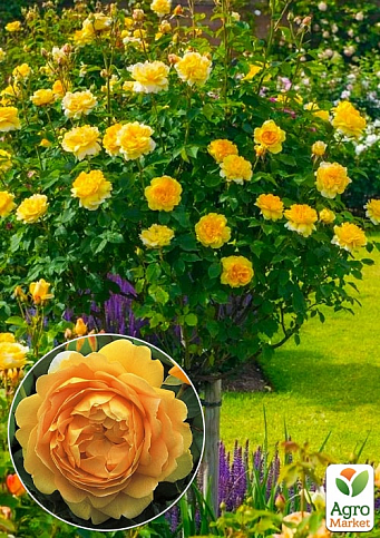 Окулянти Троянди на штамбі «Golden Celebration»