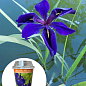 LMTD Ирис японский мечевидный (нимфея) "Kaempferi blue"  