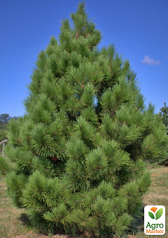 Сосна Орегонская 3-х летняя (Рinus ponderosa) С2, высота 20-40см1