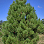 Сосна Орегонская 3-х летняя (Рinus ponderosa) С2, высота 20-40см