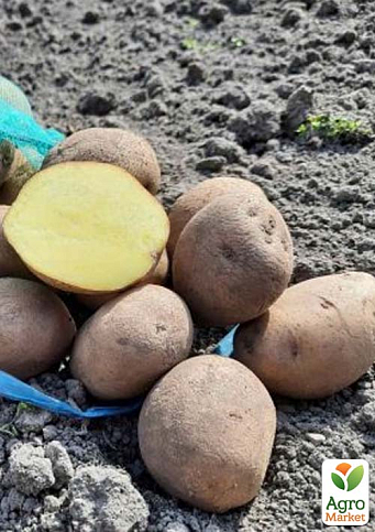 Картопля "Сувенір Чернігівський" насіннєва середньостигла (еліта) 1кг - фото 4