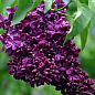 Сирень тёмно-фиолетовая "Night" (Syringa vulgaris Night)
