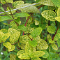 Жимолость "Aureoreticulata Japonica" (Декоративная, плетистая) С2 купить