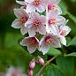 Дейция гибридная "Mont Rose" 