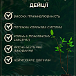 Дейция изящная "Gracilis"  цена