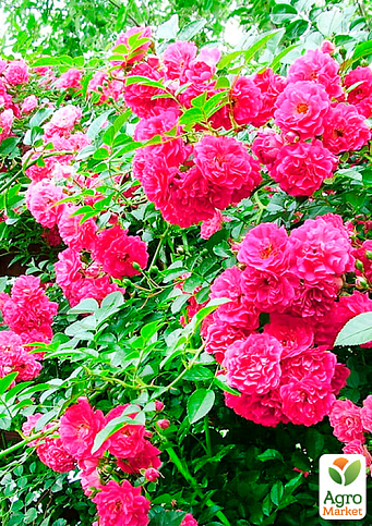 Троянда англійська плетиста "Солодкий поцілунок" (саджанець класу АА +) вищий сорт - фото 4