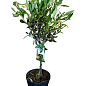 Олива "Olea Europaea" на штамбi 50-60см