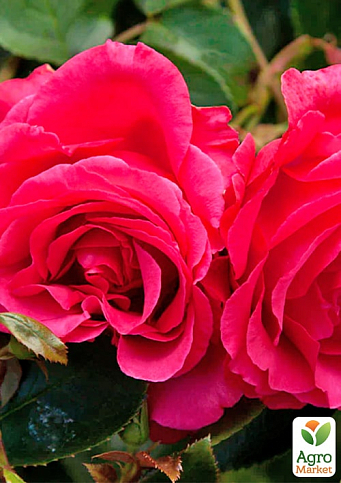 Троянда плетиста "Діззі Хайтс" (саджанець класу АА+) вищий сорт - фото 4