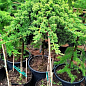 Можжевельник стелющийся на штамбе «Procumbens Nana» С10, высота 90-110см, диаметр кроны 25-35см цена
