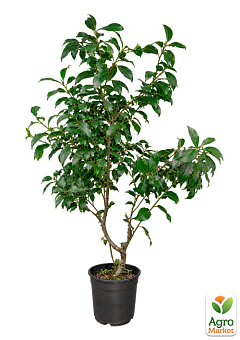 LMTD Лавр вічнозелений пишний кущ 6-ти річний "Laurus nobilis" (висота 80-120см)8