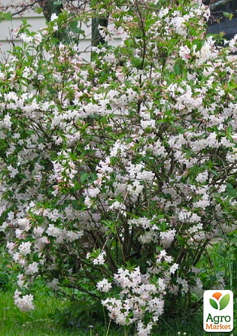 Вейгела "Candida" (Біло квітуча) - фото 2