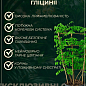 LMTD Вистерия (глициния) "Sinensis Prolific" 5-и летняя (высота 150-200см) цена