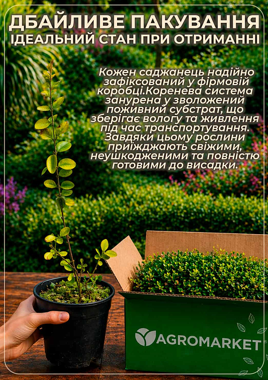 Бирючина обыкновенная (Ligustrum vulgare), С2 высота 25-35см